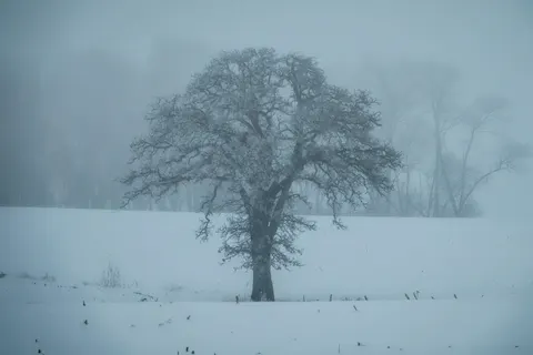 Lone Tree 4K Wallpaper · minimal · 3840×2560