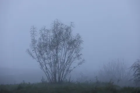 Lone Tree 4K Wallpaper · minimal · 3840×2560