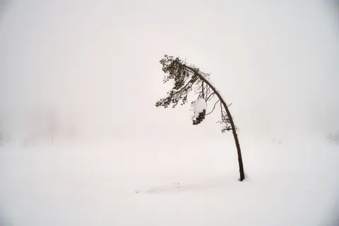 Lone Tree 4K Wallpaper · minimal · 3840×2561