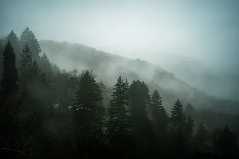Foggy Forest 4K Wallpaper · nature · 3840×2560