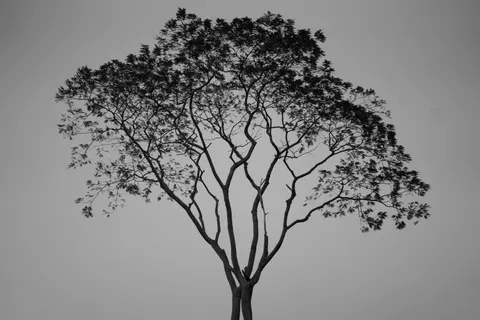 Lone Tree 4K Wallpaper · minimal · 3840×2560
