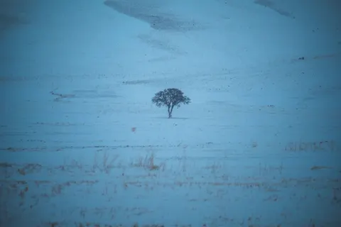 Lone Tree 4K Wallpaper · minimal · 3840×2560