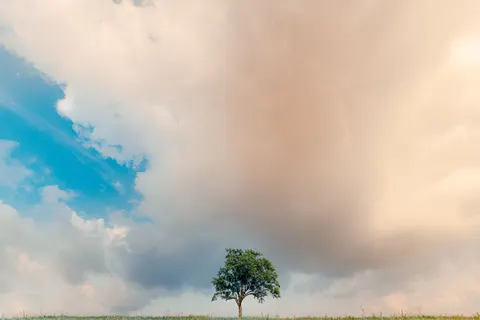 Lone Tree 4K Wallpaper · minimal · 3840×2561