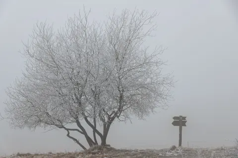 Lone Tree 4K Wallpaper · minimal · 3840×2560