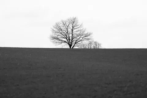 Lone Tree 4K Wallpaper · minimal · 3840×2560