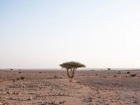 Lone Tree 4K Wallpaper · minimal · 3840×2880