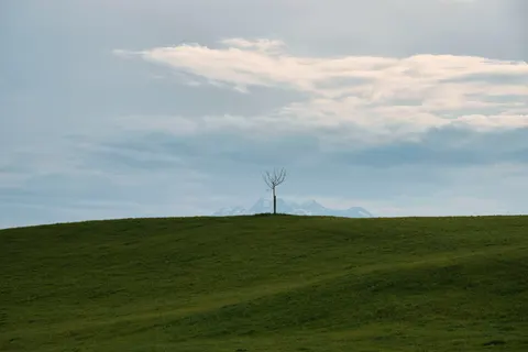 Lone Tree 4K Wallpaper · minimal · 3840×2561