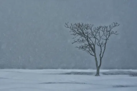 Lone Tree 4K Wallpaper · minimal · 3840×2560