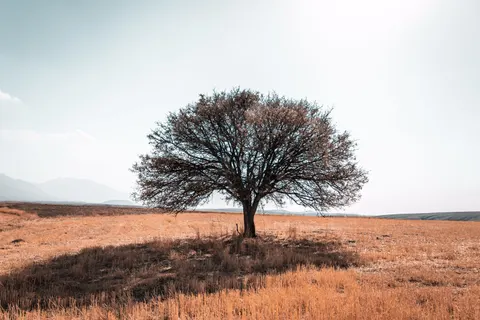 Lone Tree 4K Wallpaper · minimal · 3840×2560