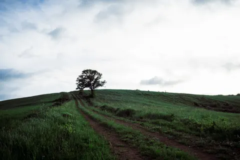 Lone Tree 4K Wallpaper · minimal · 3840×2560