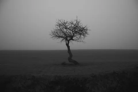 Lone Tree 4K Wallpaper · minimal · 3840×2560