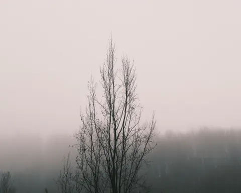 Lone Tree 4K Wallpaper · minimal · 3840×3076
