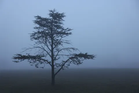 Lone Tree 4K Wallpaper · minimal · 3840×2561