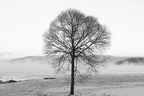 Lone Tree 4K Wallpaper · minimal · 3840×2560
