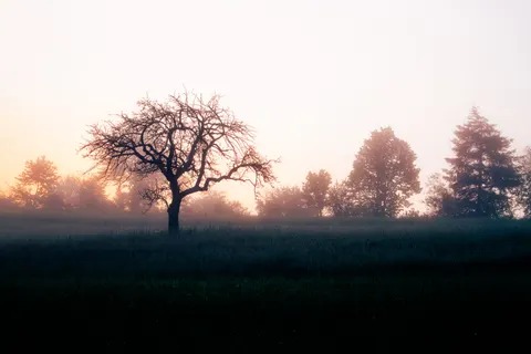 Lone Tree 4K Wallpaper · minimal · 3840×2560