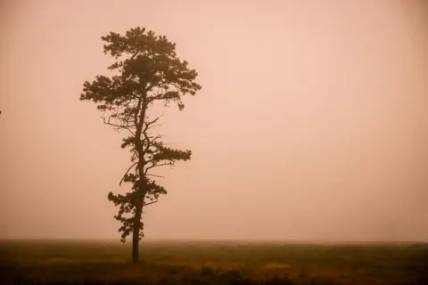 Lone Tree 4K Wallpaper · minimal · 3840×2561