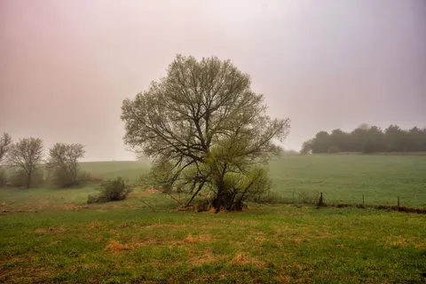 Lone Tree 4K Wallpaper · minimal · 3840×2560
