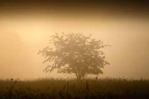 Lone Tree 4K Wallpaper · minimal · 3840×2560