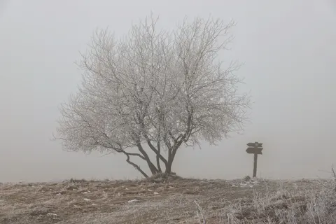 Lone Tree 4K Wallpaper · minimal · 3840×2560