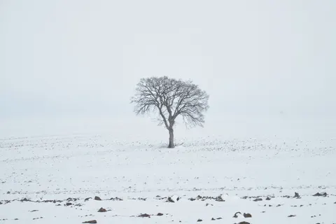Lone Tree 4K Wallpaper · minimal · 3840×2560