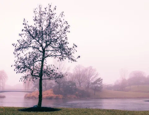 Lone Tree 4K Wallpaper · minimal · 3840×2967