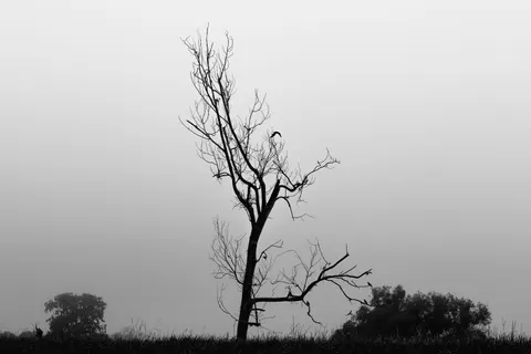 Lone Tree 4K Wallpaper · minimal · 3840×2560