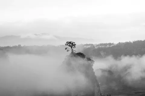 Lone Tree 4K Wallpaper · minimal · 3840×2560