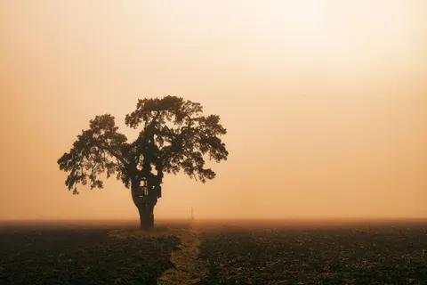 Lone Tree 4K Wallpaper · minimal · 3840×2560