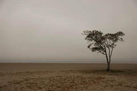 Lone Tree 4K Wallpaper · minimal · 3840×2561