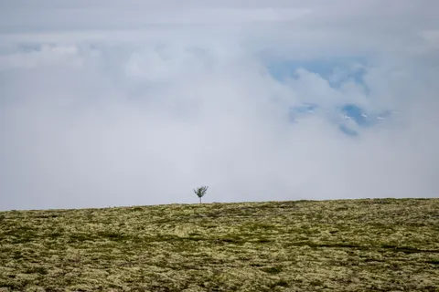Lone Tree 4K Wallpaper · minimal · 3840×2560