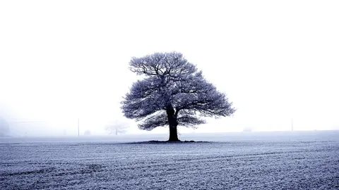 Lone Tree 4K Wallpaper · minimal · 3840×2159