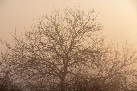 Lone Tree 4K Wallpaper · minimal · 3840×2560
