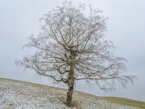 Lone Tree 4K Wallpaper · minimal · 3840×2880