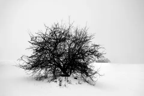 Lone Tree 4K Wallpaper · minimal · 3840×2560