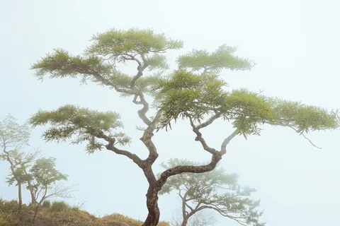 Lone Tree 4K Wallpaper · minimal · 3840×2560