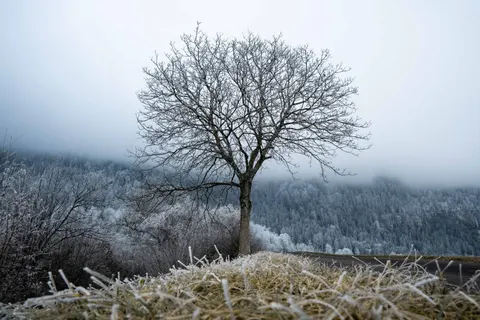 Lone Tree 4K Wallpaper · minimal · 3840×2560