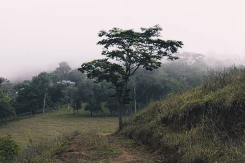 Lone Tree 4K Wallpaper · minimal · 3840×2560