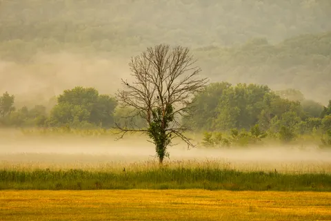 Lone Tree 4K Wallpaper · minimal · 3840×2560