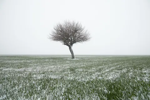 Lone Tree 4K Wallpaper · minimal · 3840×2560