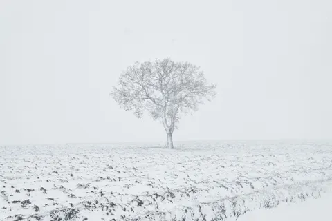 Lone Tree 4K Wallpaper · minimal · 3840×2560