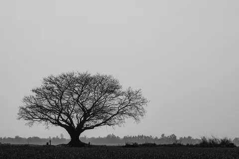 Lone Tree 4K Wallpaper · minimal · 3840×2560