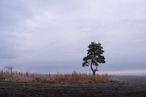 Lone Tree 4K Wallpaper · minimal · 3840×2560