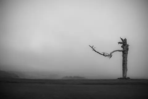 Lone Tree 4K Wallpaper · minimal · 3840×2560