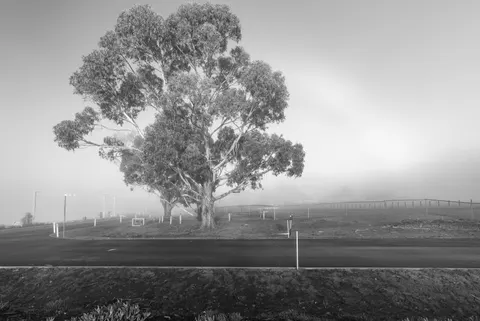 Lone Tree 4K Wallpaper · minimal · 3840×2568
