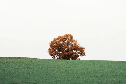 Lone Tree 4K Wallpaper · minimal · 3840×2560