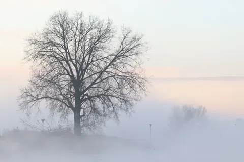 Lone Tree 4K Wallpaper · minimal · 3840×2560