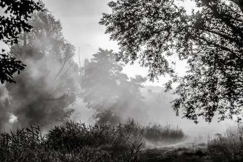 Foggy Forest 4K Wallpaper · nature · 3840×2553