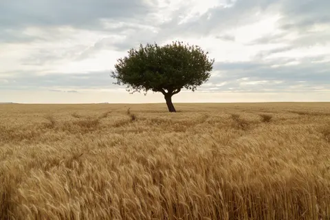 田舎の畑 4K壁紙 · nature · 3840×2560