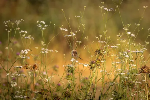 田舎の畑 4K壁紙 · nature · 3840×2560