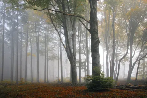 Foggy Forest 4K Wallpaper · nature · 3840×2561
